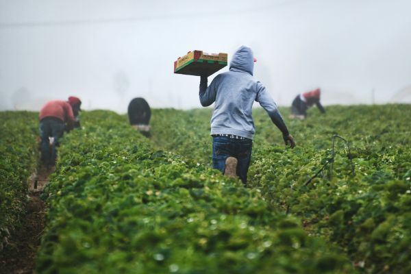 strawberry field workers on ile d'orleans