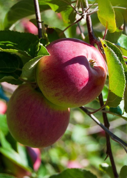 apples on ile d'orleans